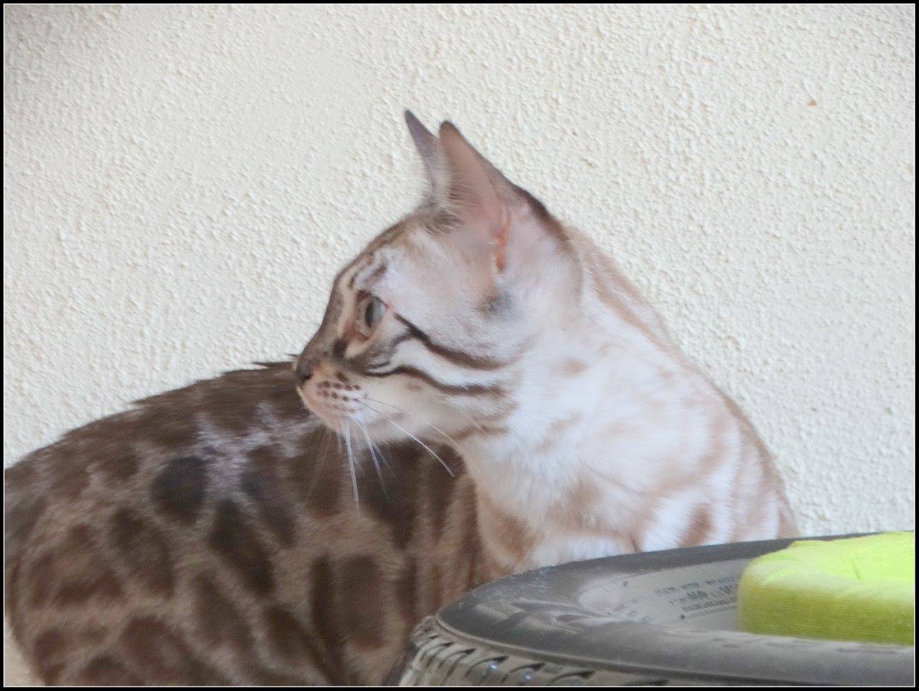 cattery one in a million- lotus