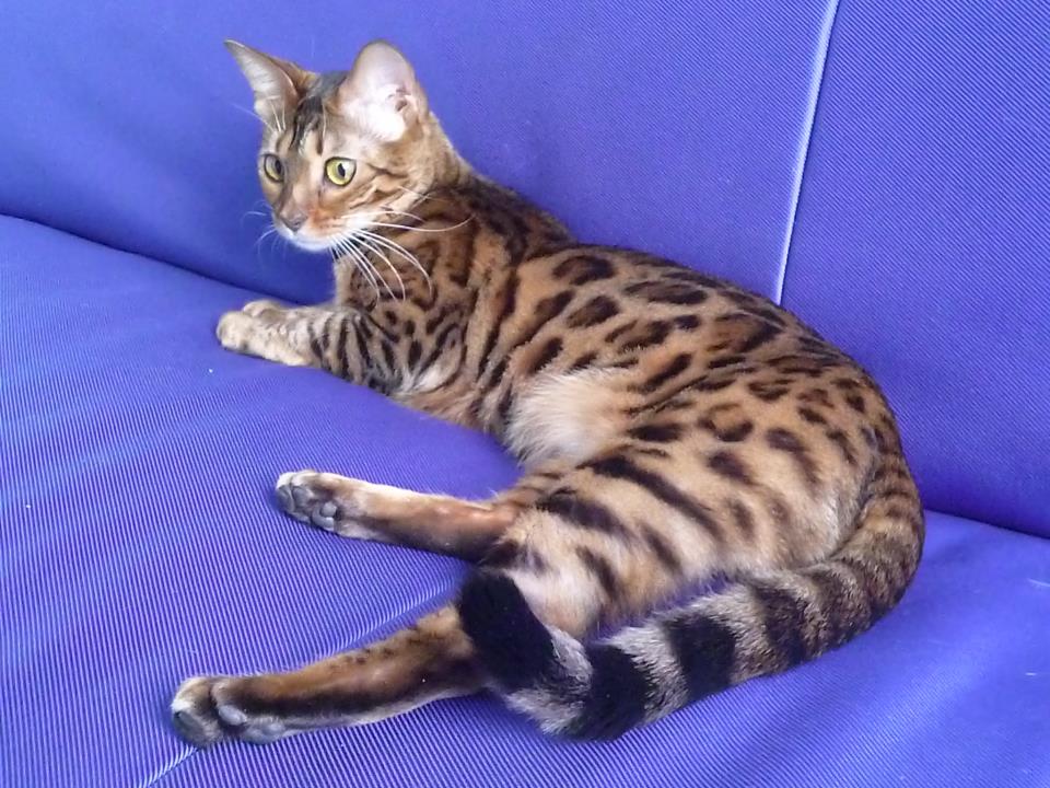 Cattery One in a Million - black tabby bengaal