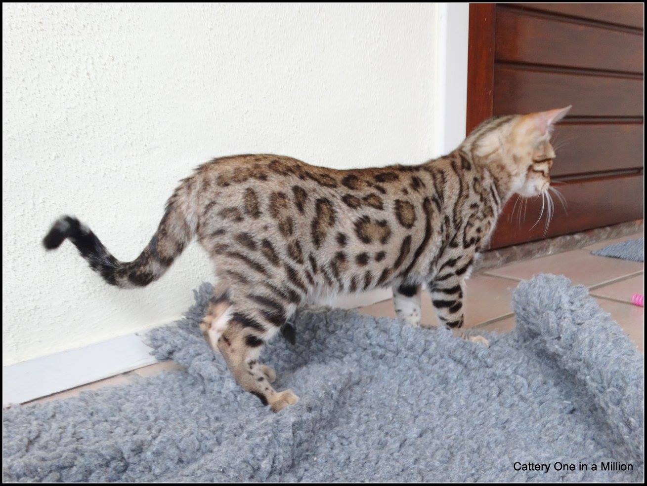 cattery one in a million- whisper