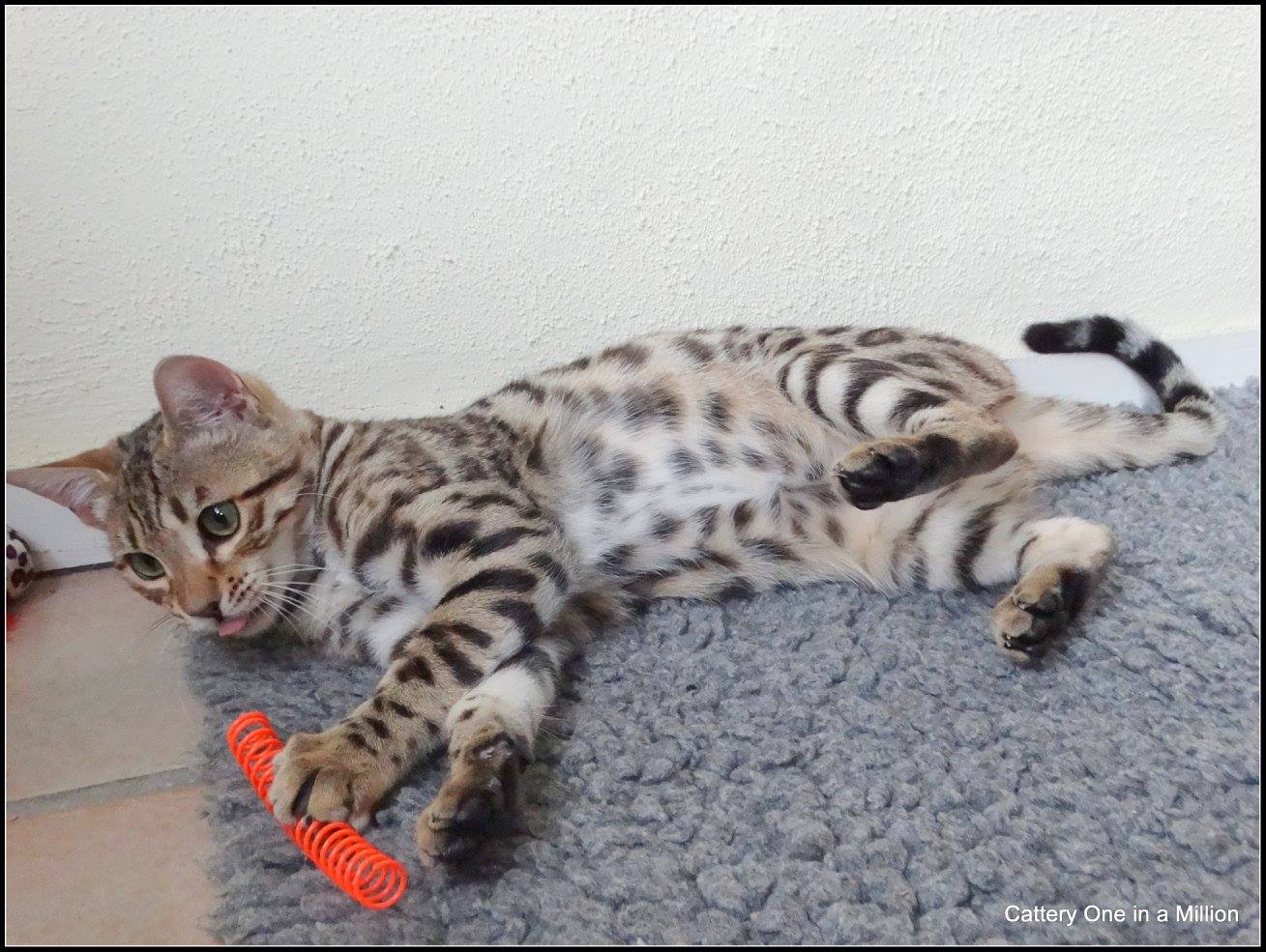 cattery one in a million- whisper