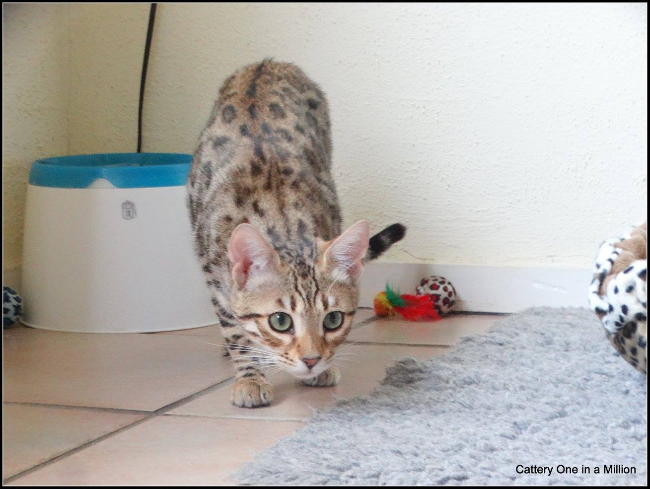 cattery one in a million- whisper