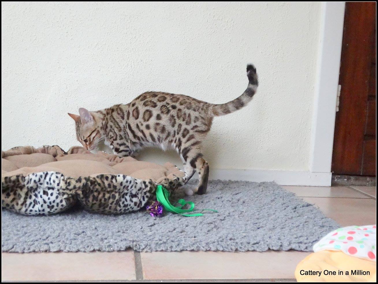 cattery one in a million- whisper