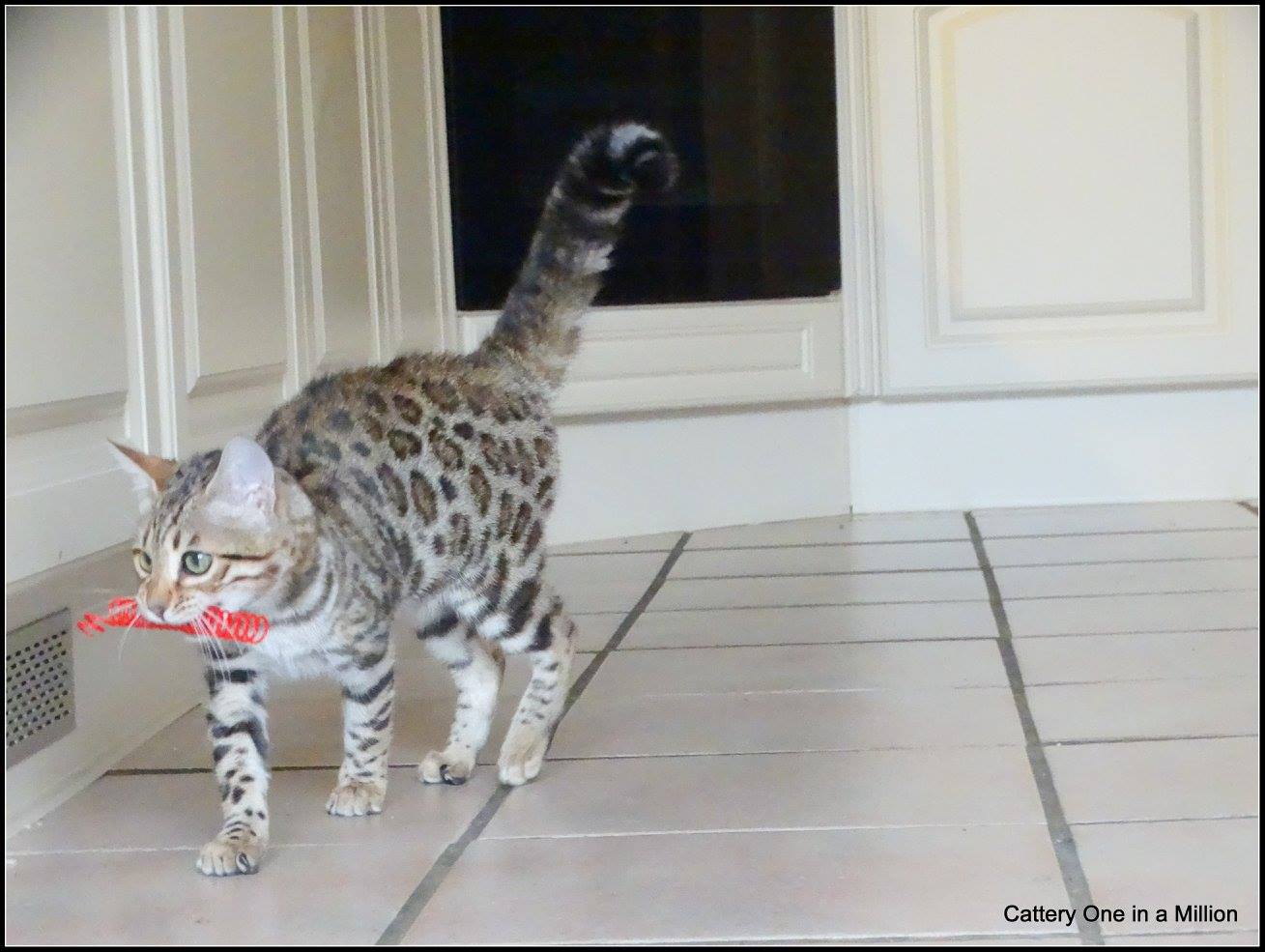 cattery one in a million- whisper