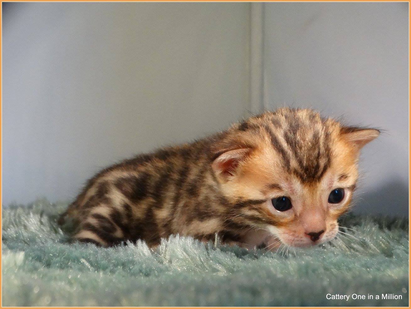 cattery one in a million - Pandora