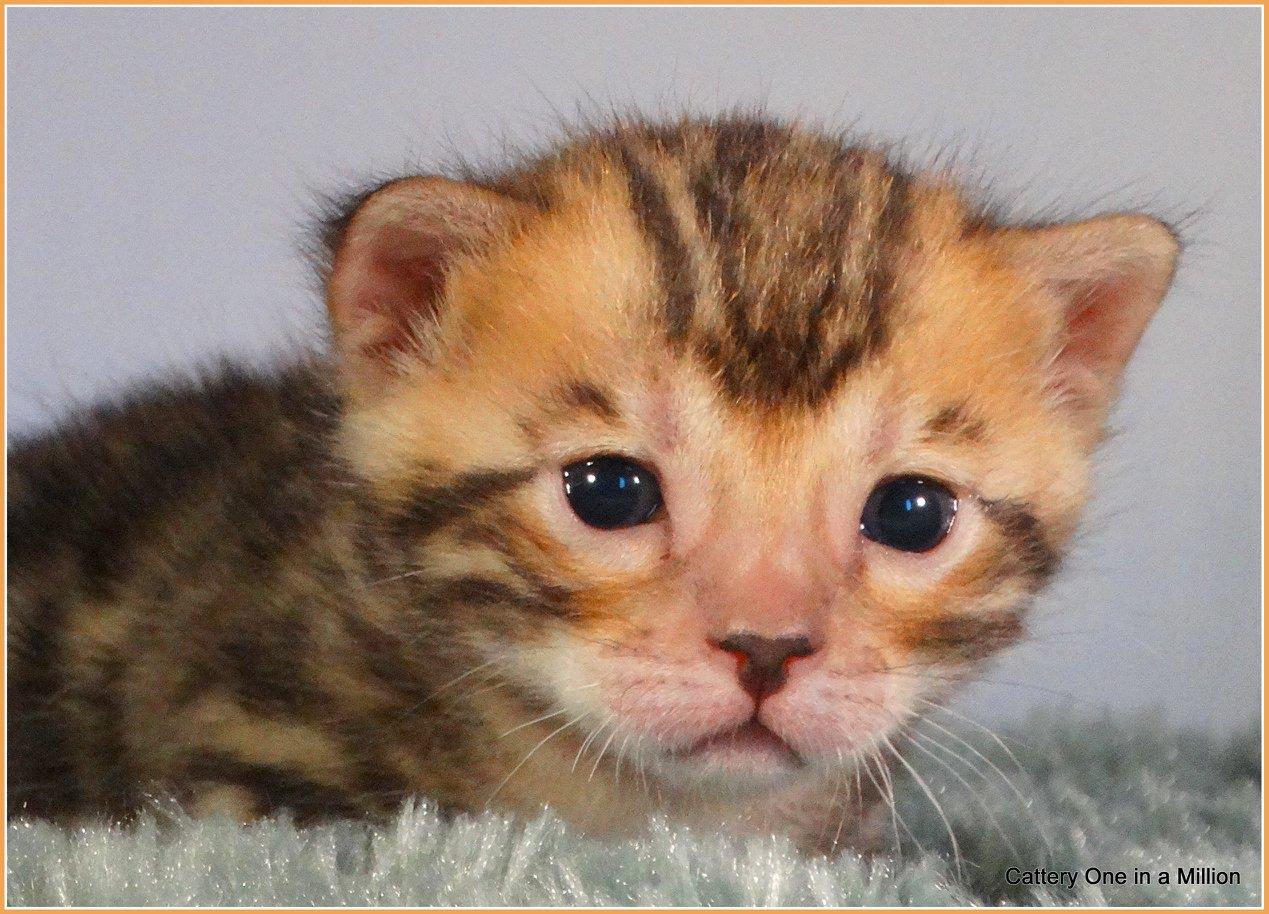 cattery one in a million - Pandora