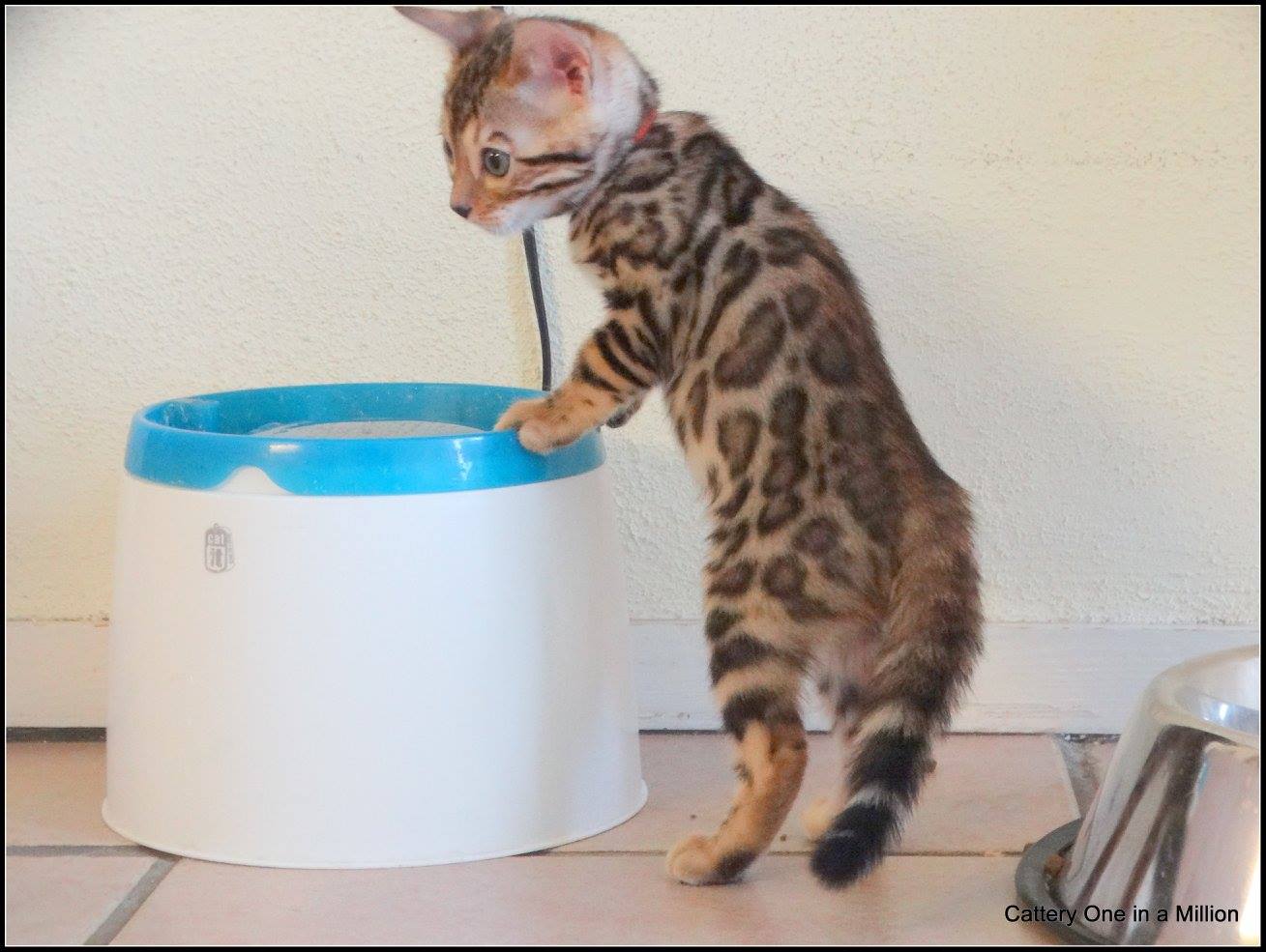 cattery one in a million - Pandora