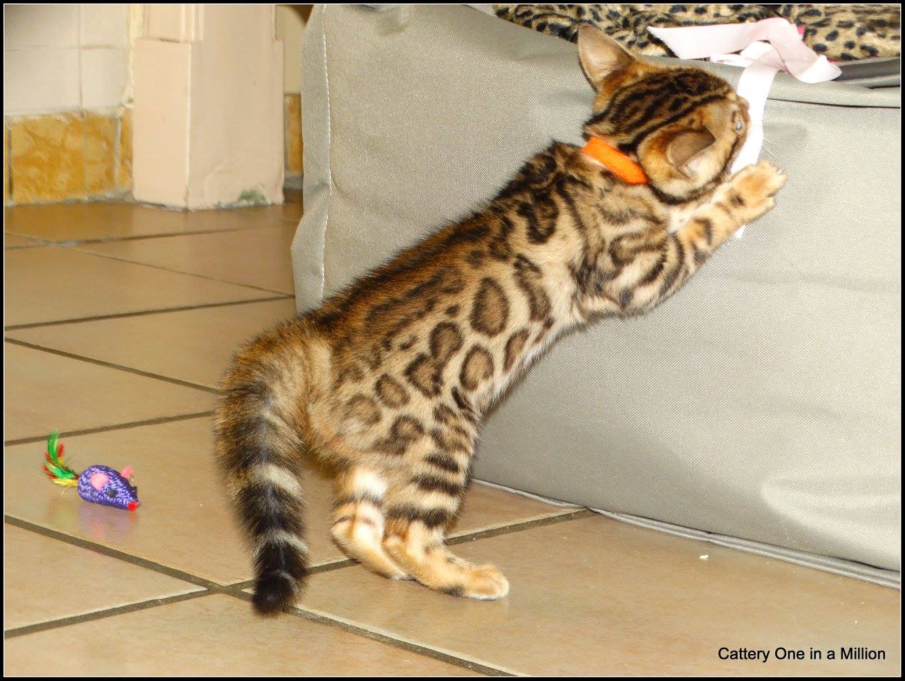 cattery one in a million - Pandora