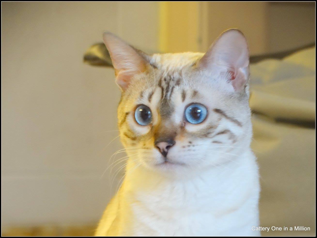 cattery one in a million- Yelana