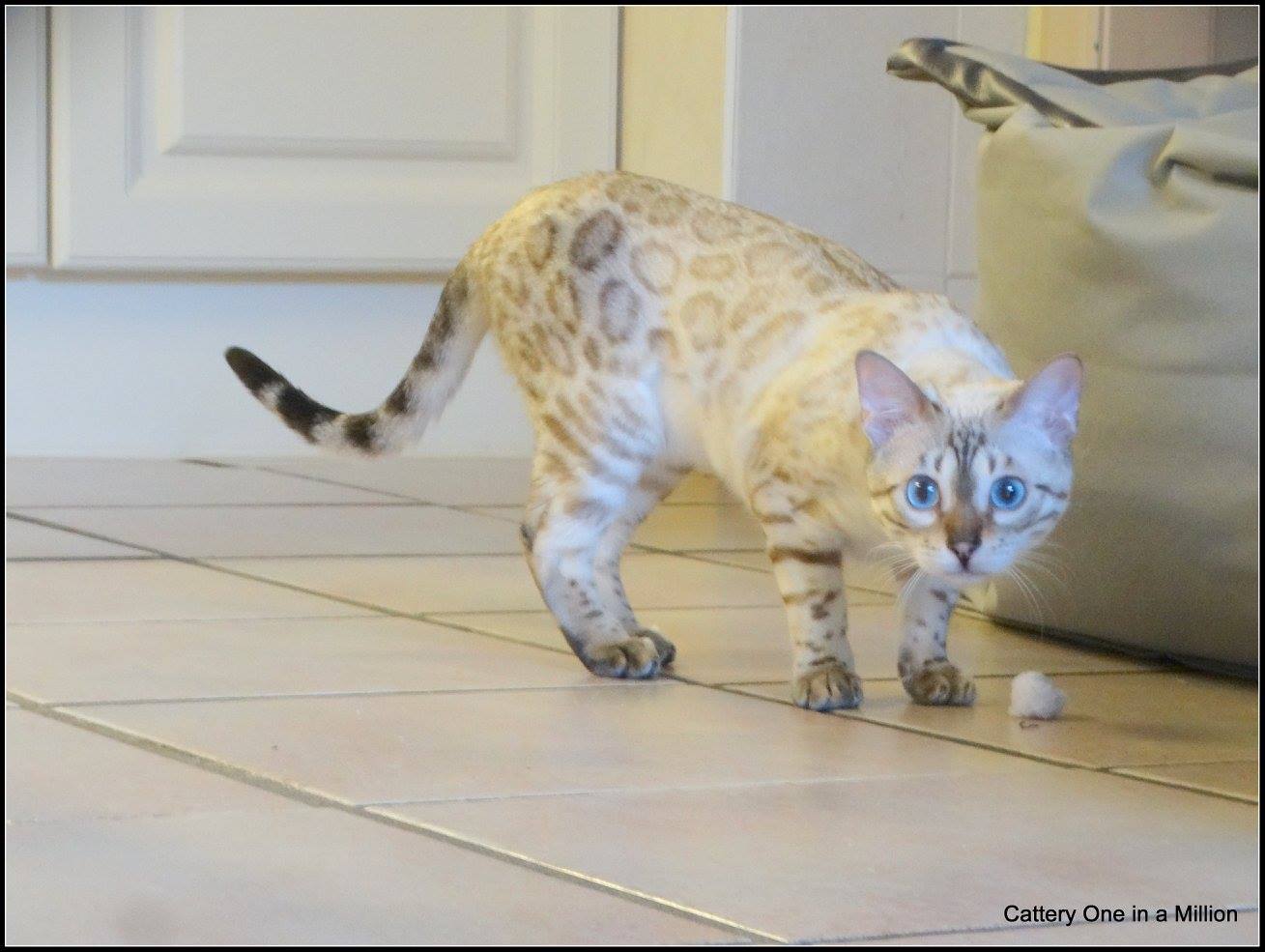 cattery one in a million- Yelana