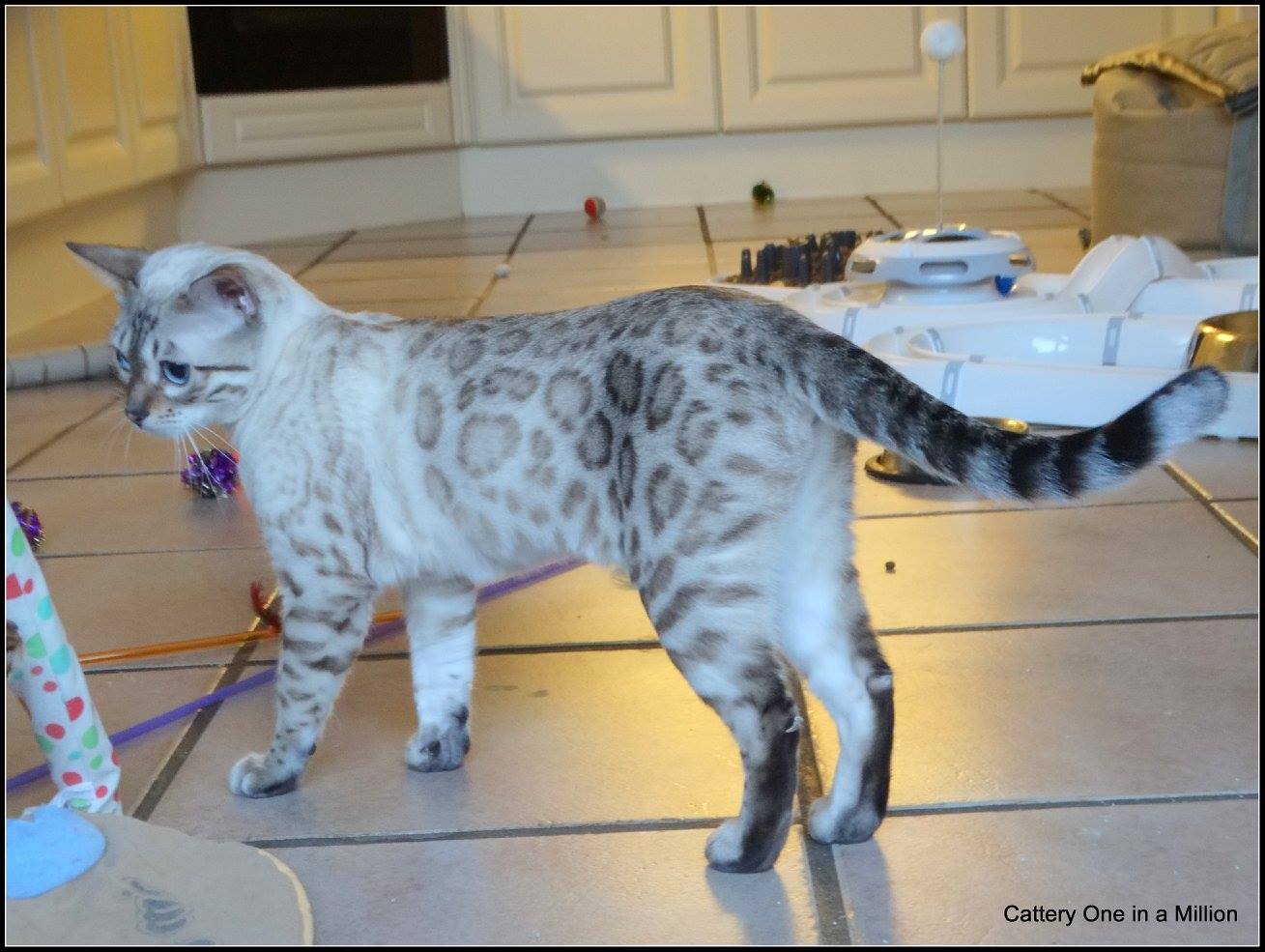 cattery one in a million- Yelana