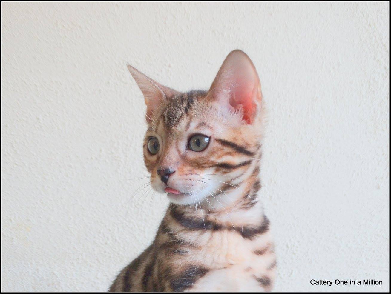 cattery one in a million - Pandora