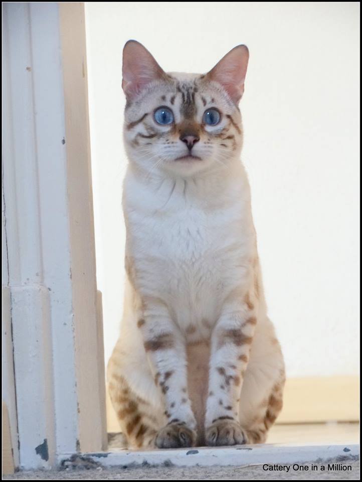 cattery one in a million- Yelana