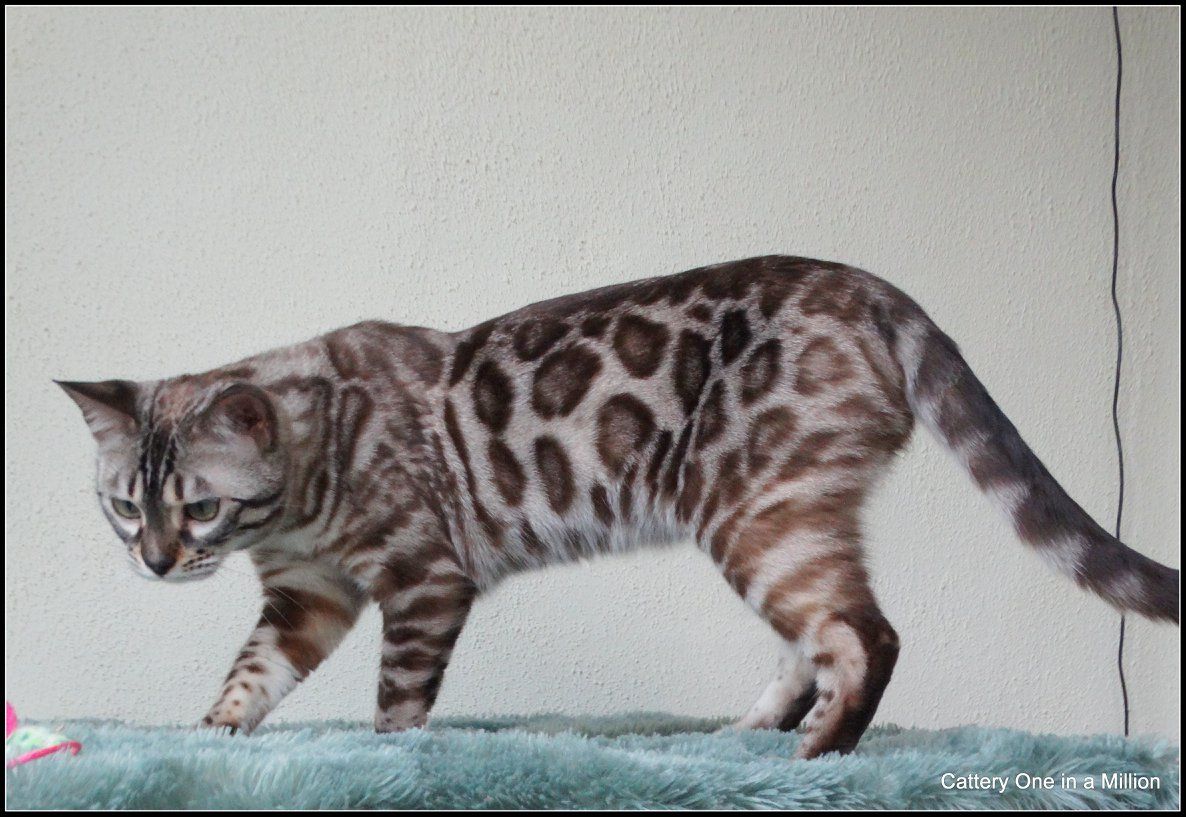 cattery one in a million - de sneeuwbengaal
