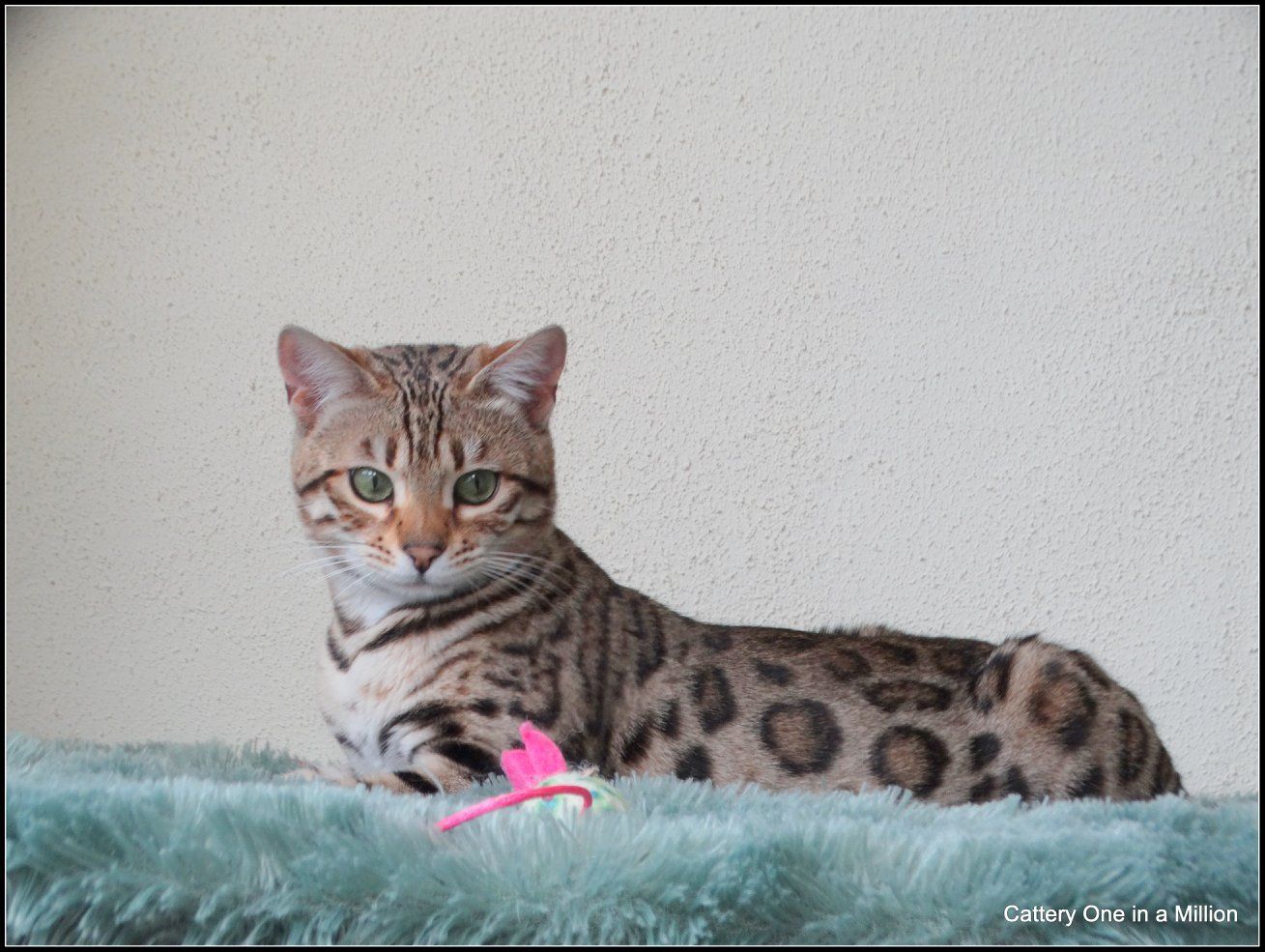 cattery one in a million- whisper