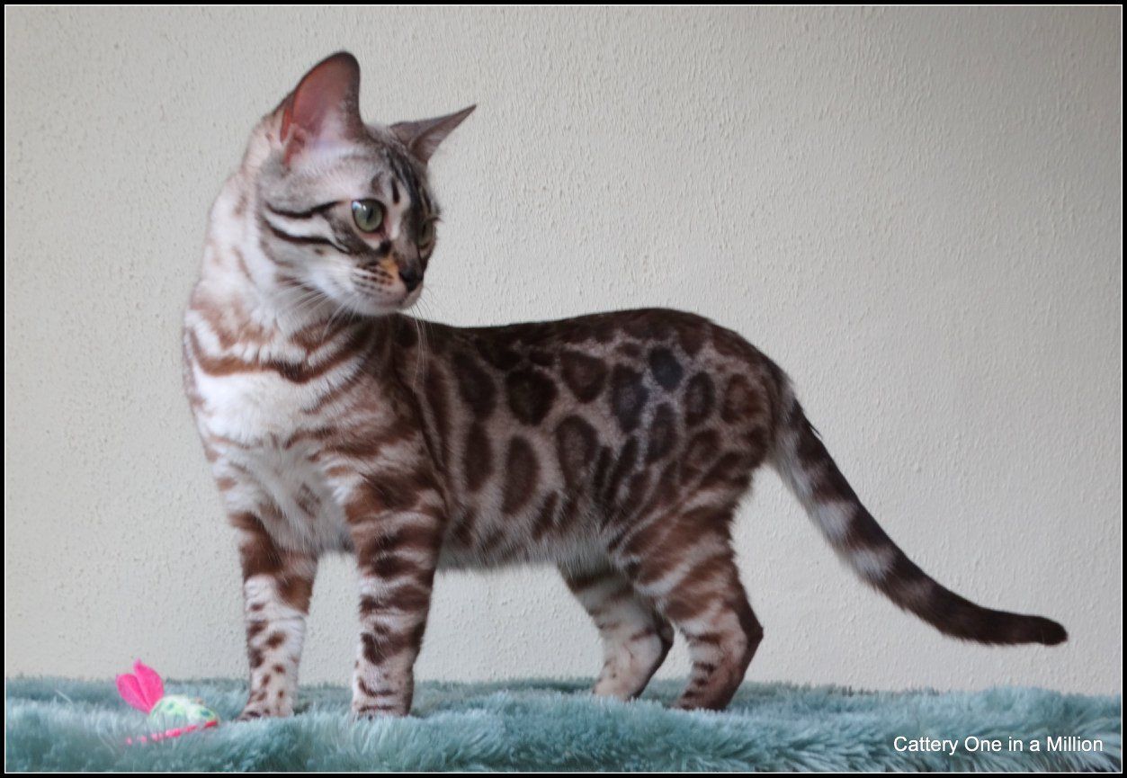 cattery one in a million- lotus