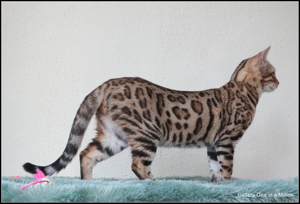 Cattery One in a Million - black tabby bengaal