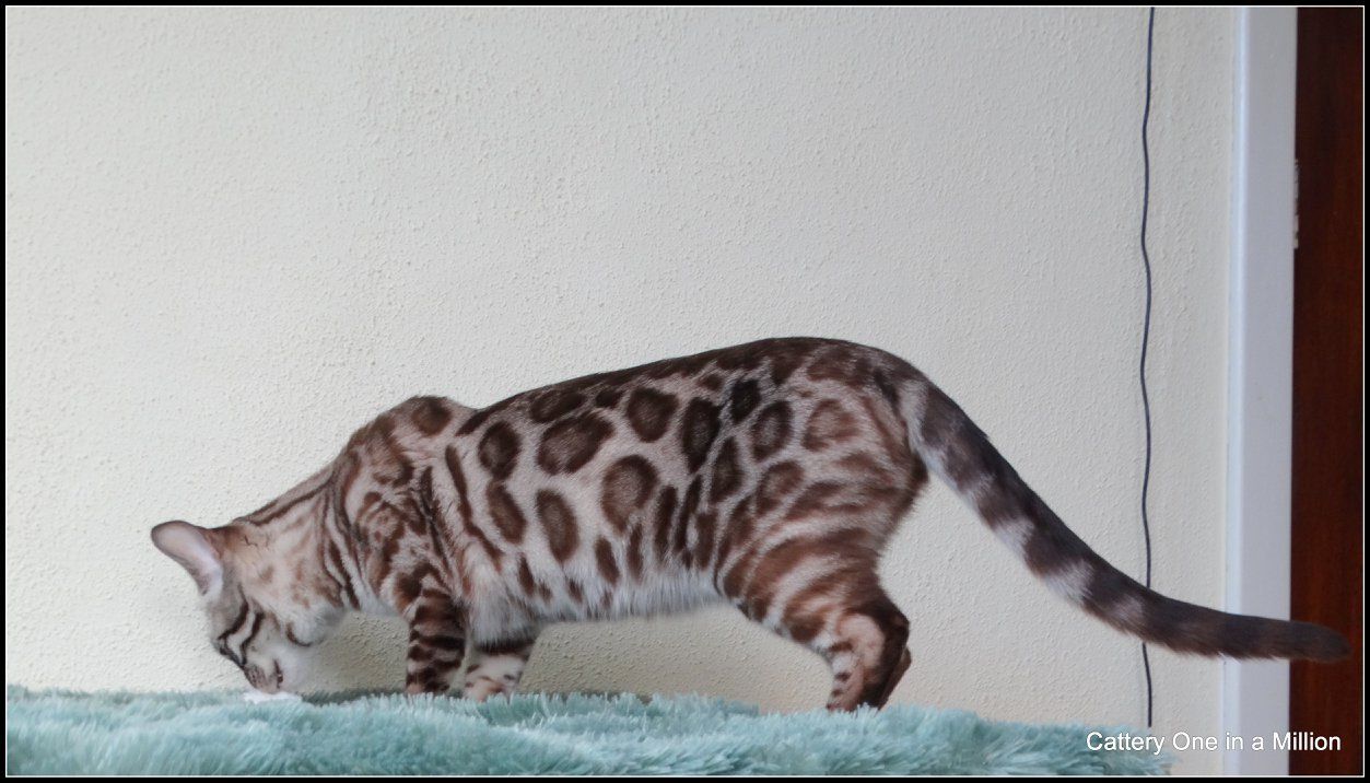 cattery one in a million- lotus