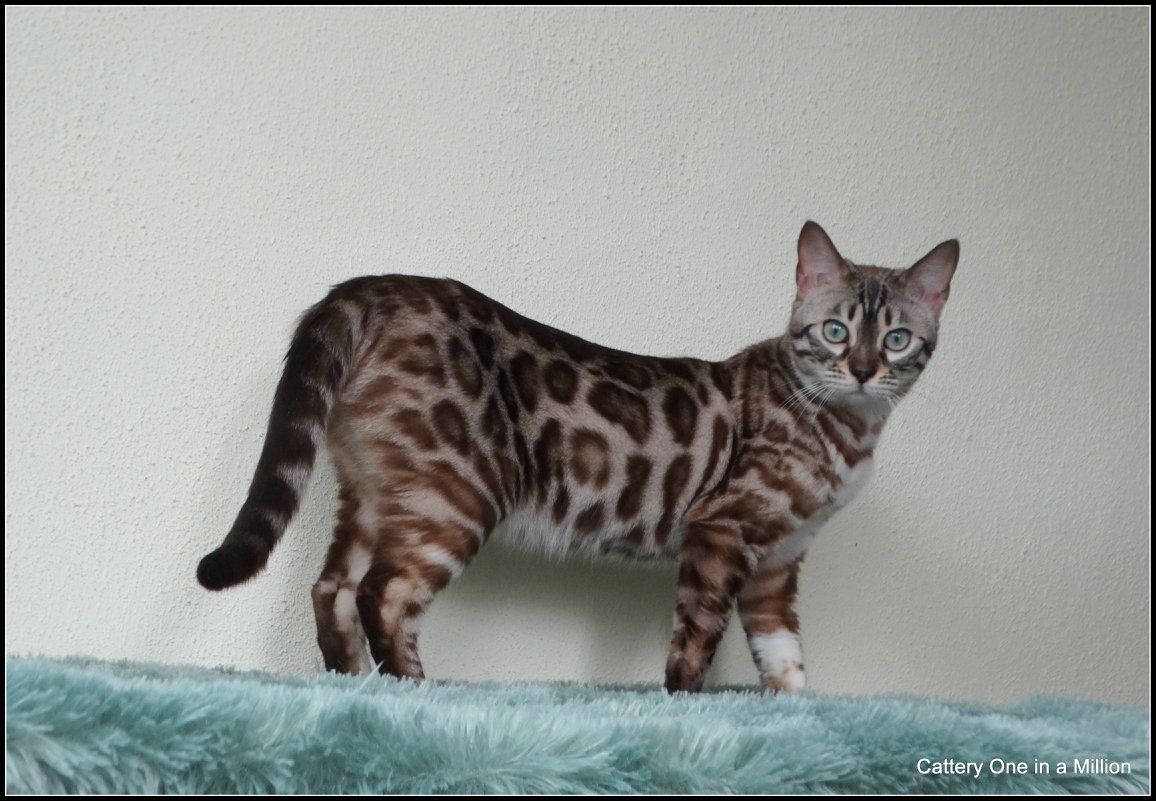 cattery one in a million- lotus