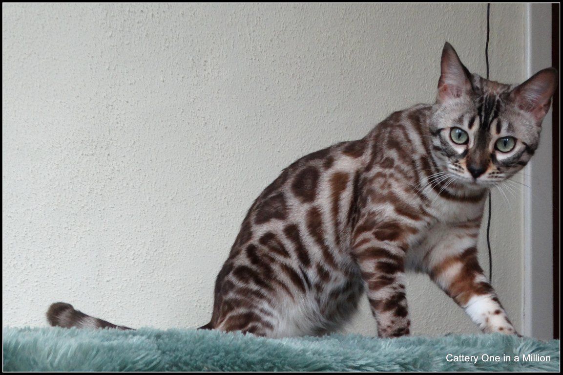 cattery one in a million- lotus