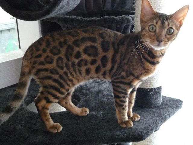 cattery One in a Million