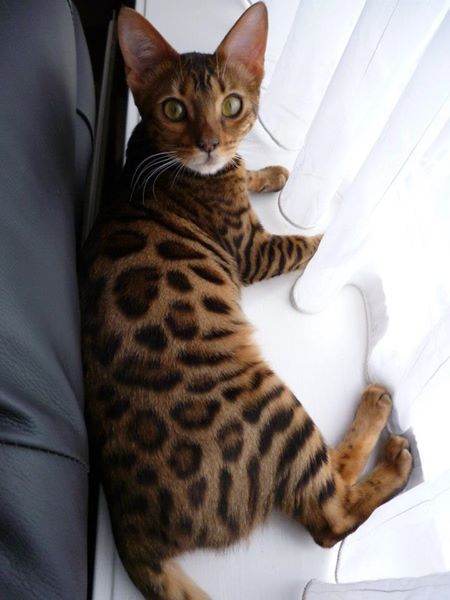 cattery One in a Million