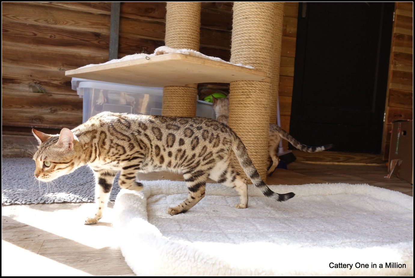 cattery one in a million- whisper