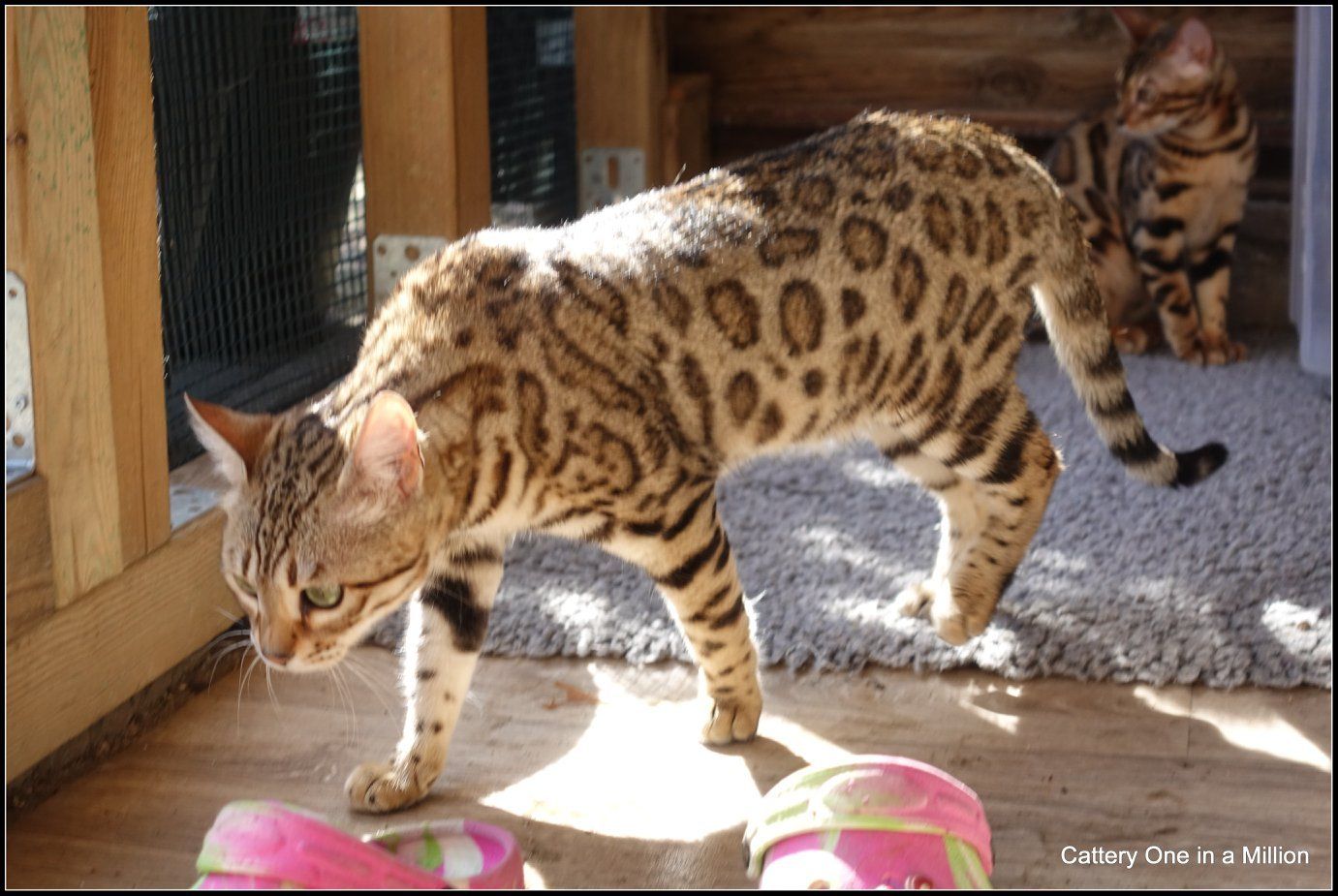 cattery one in a million- whisper