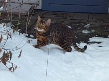 cattery One in a Million