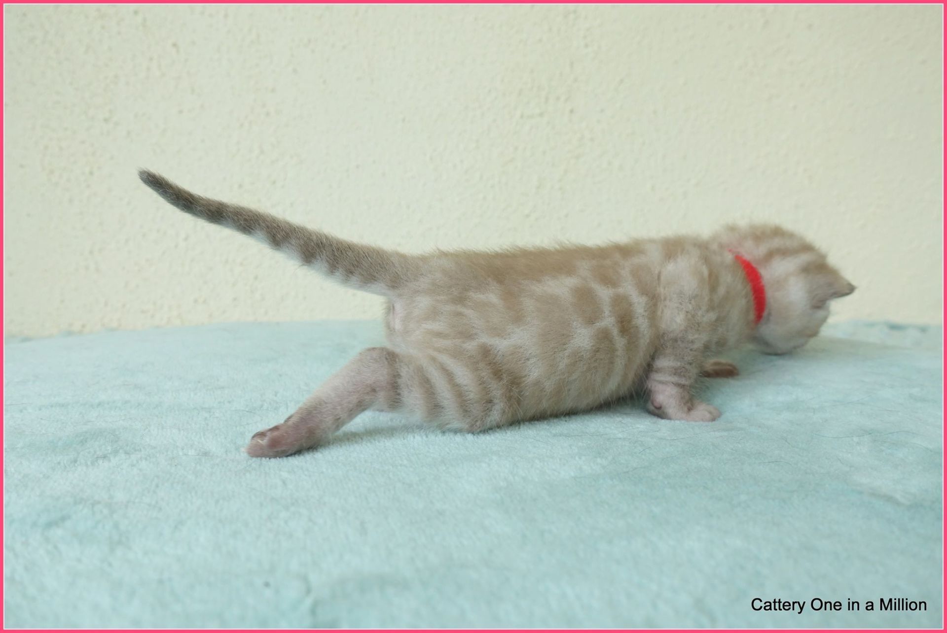 cattery one in a million- joy