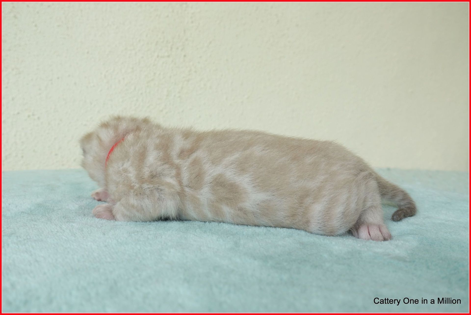 cattery one in a million- joy