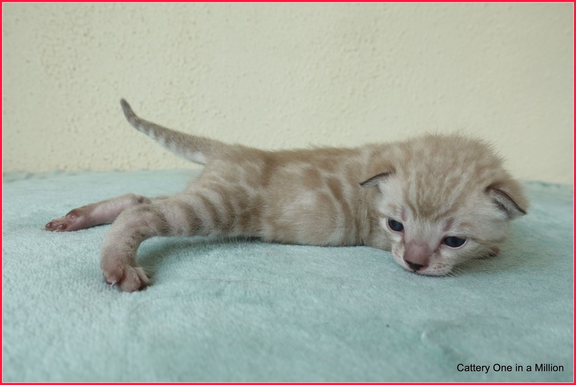 cattery one in a million- joy