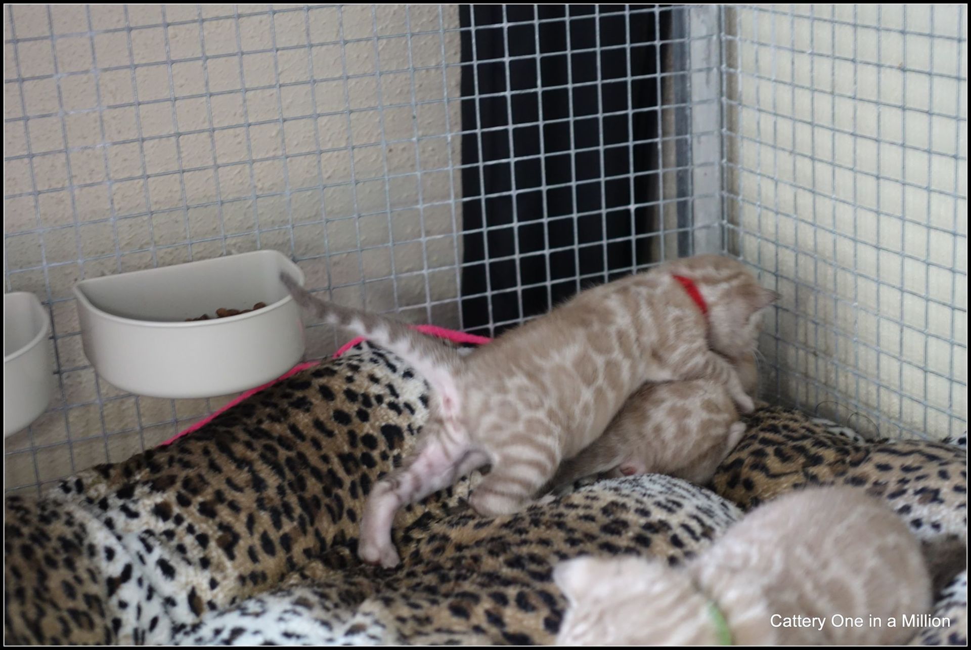 cattery one in a million- joy