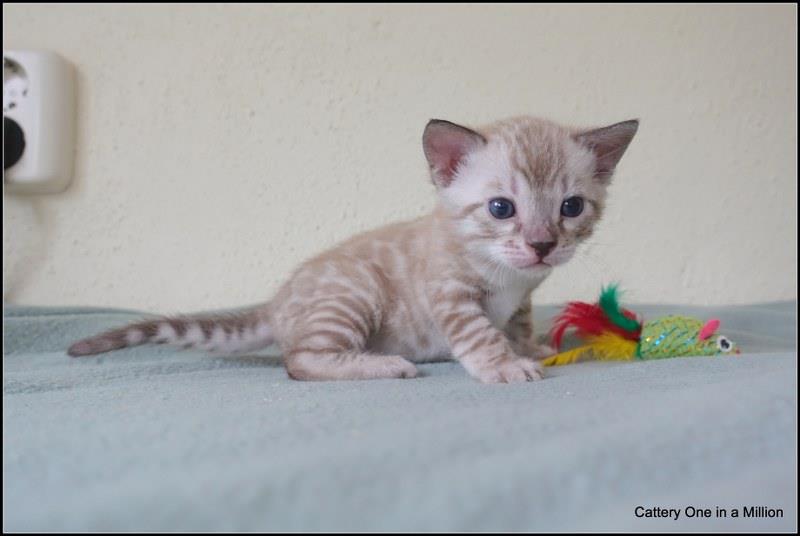 cattery one in a million- joy