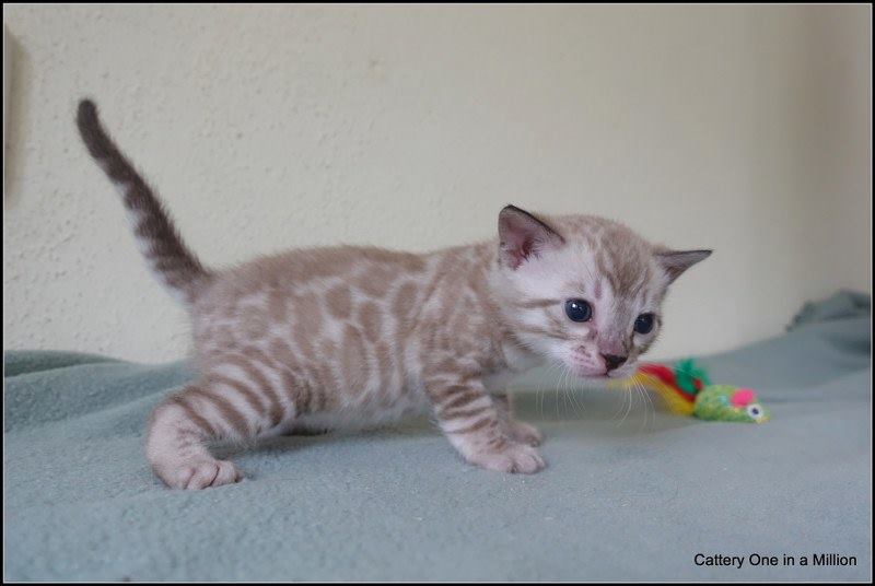 cattery one in a million- joy