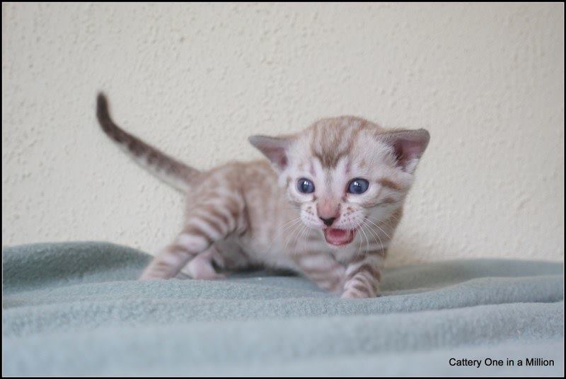 cattery one in a million- river