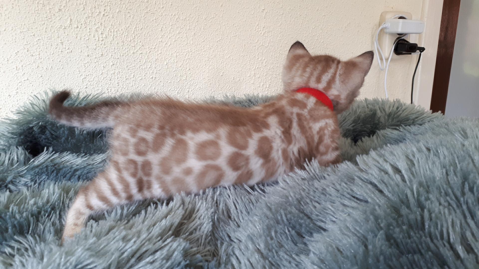 cattery one in a million- river