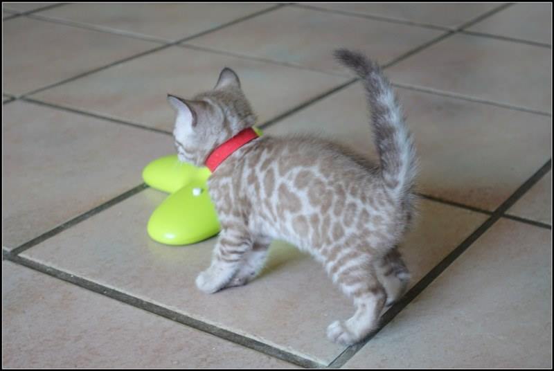 cattery one in a million- river