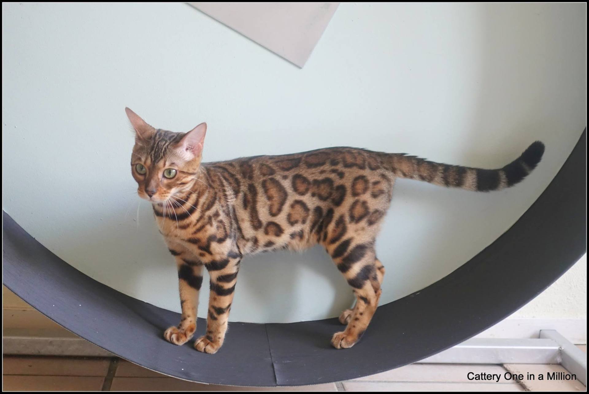 cattery one in a million - Pandora