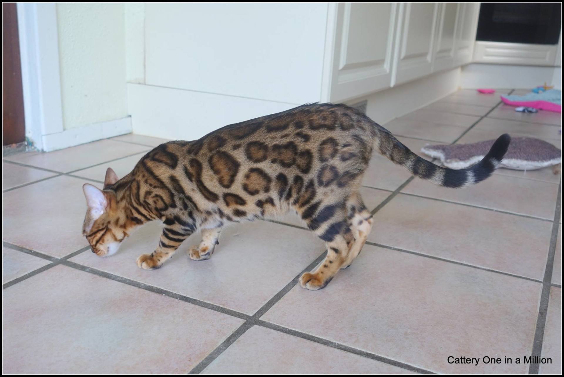 cattery one in a million - Pandora