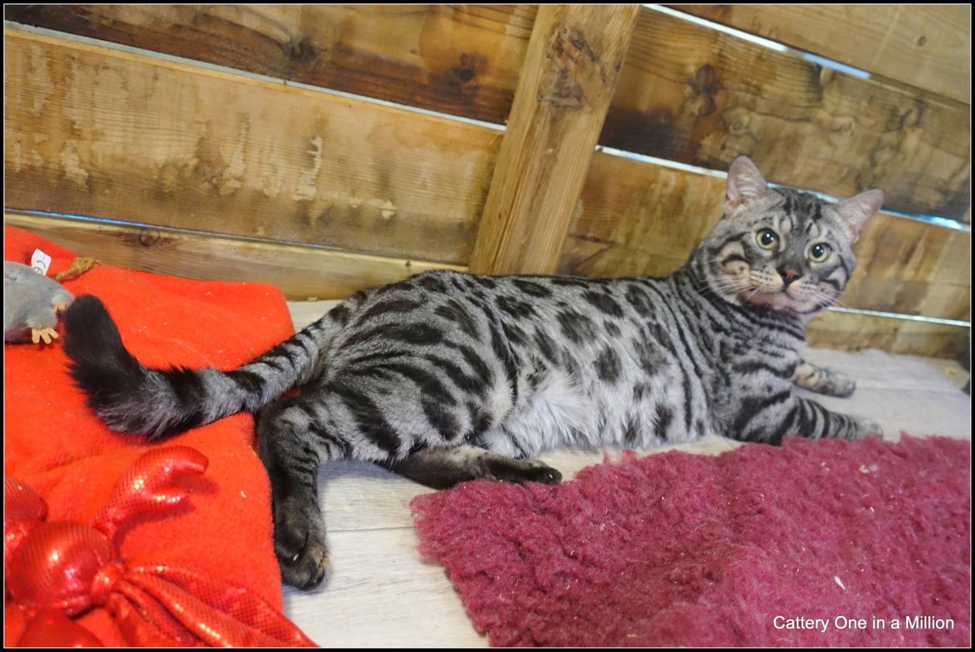 cattery one in a million - Topaz