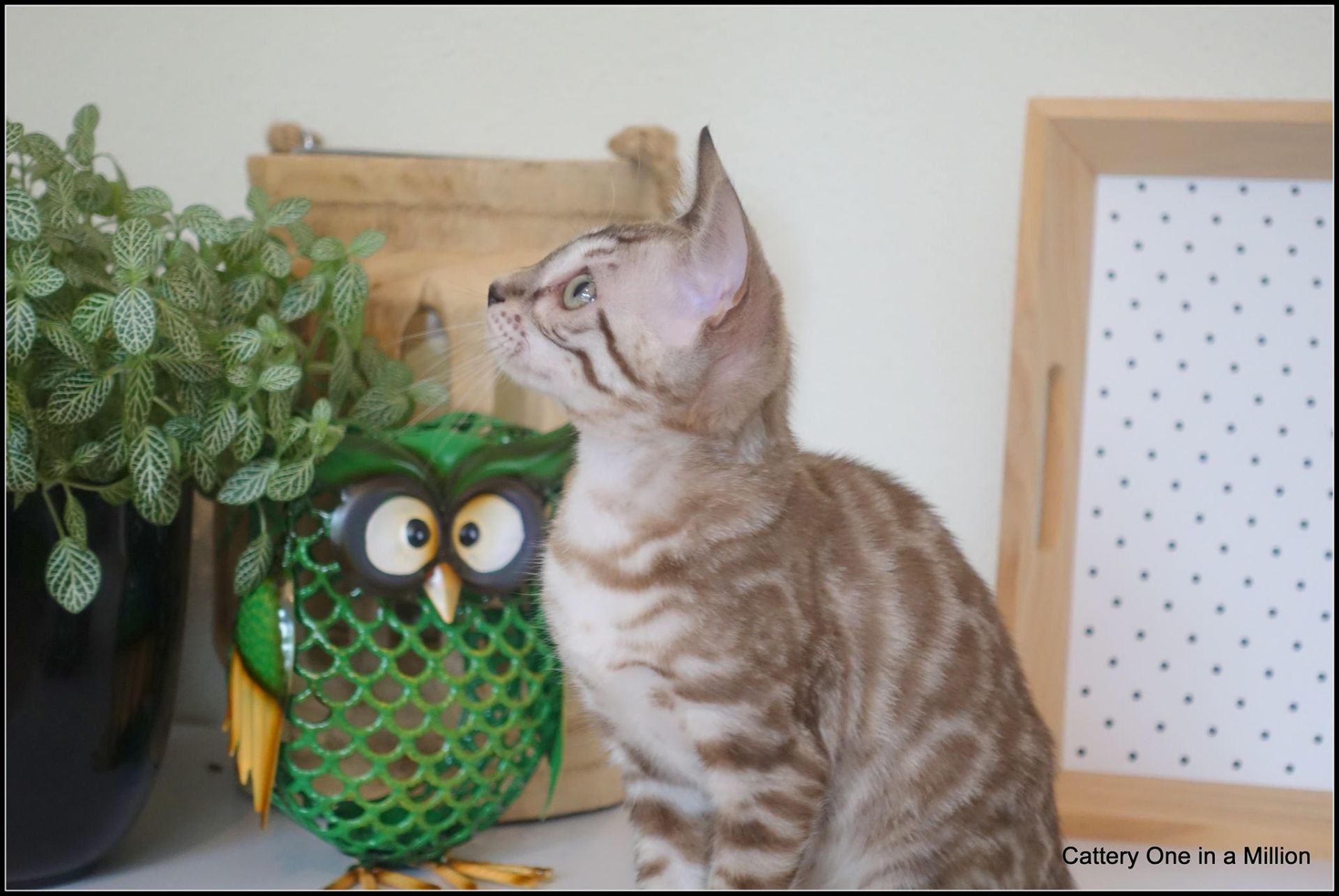 cattery one in a million- joy