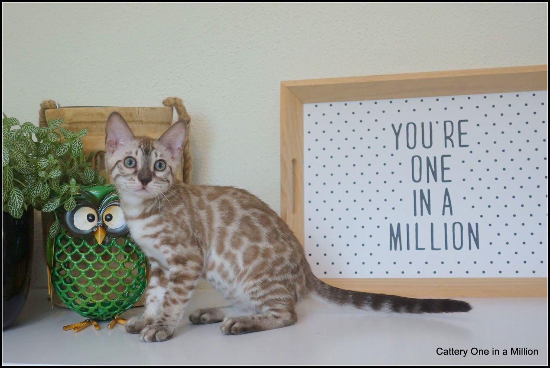 cattery one in a million- river