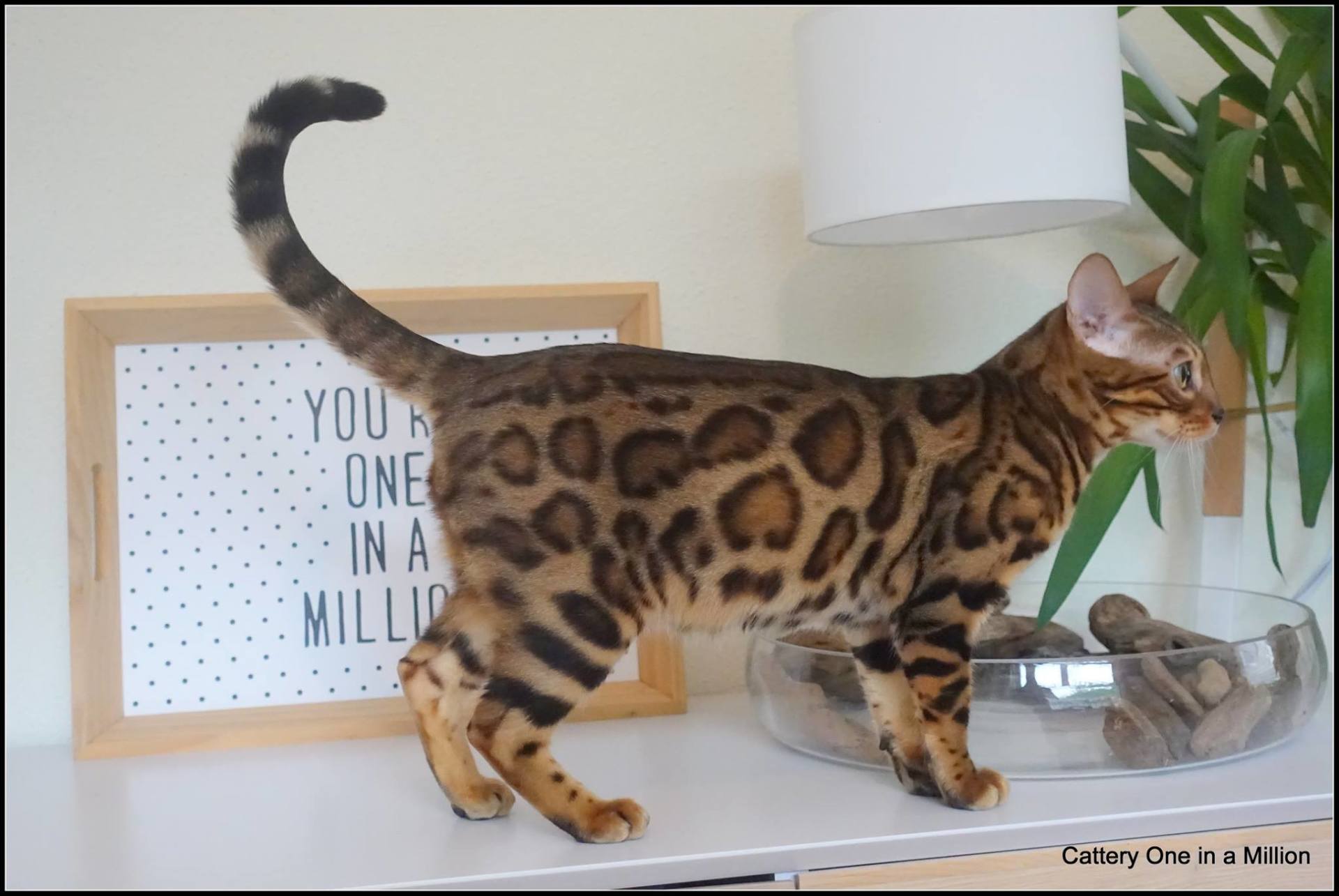 cattery one in a million - Pandora