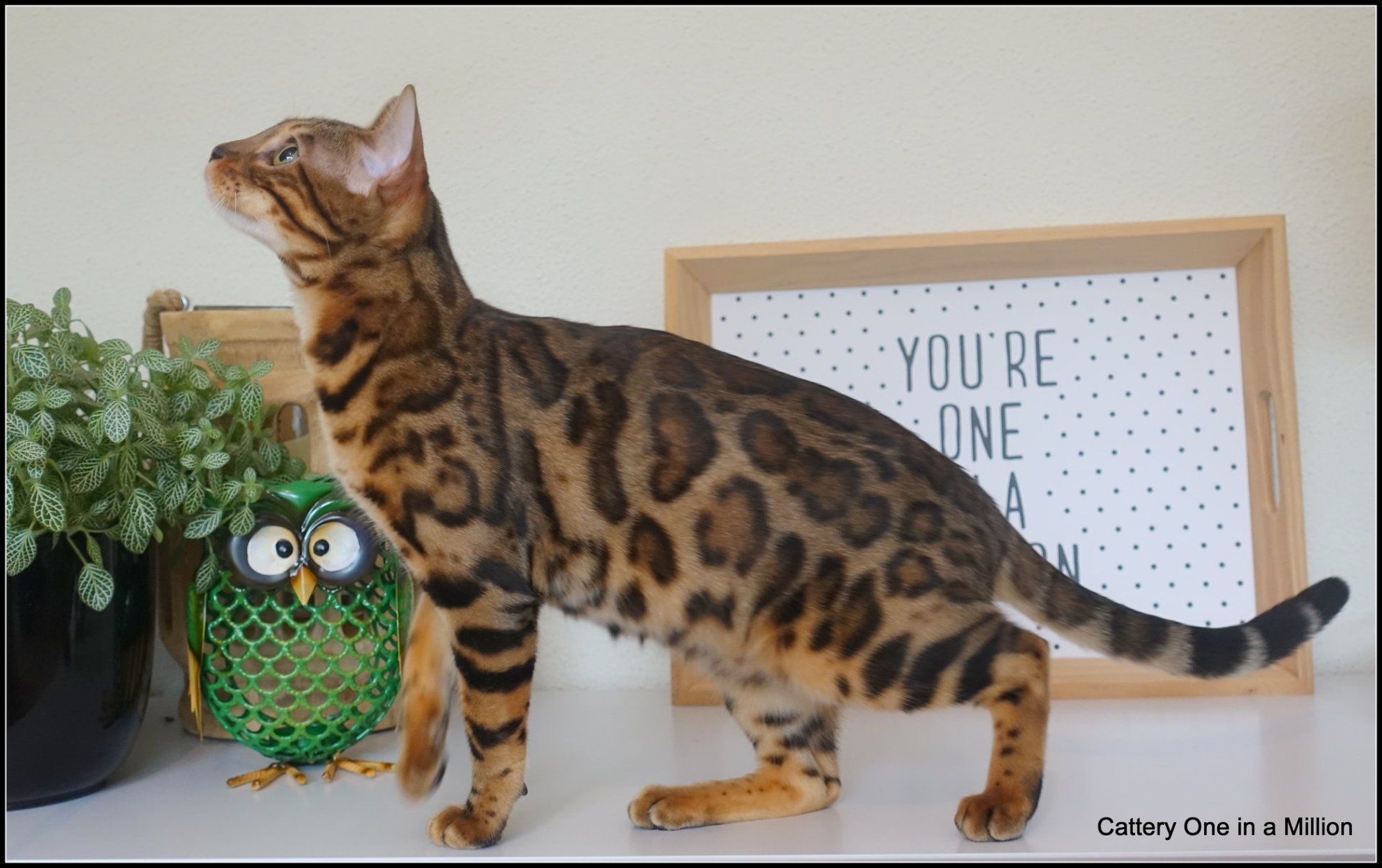 cattery one in a million - Pandora