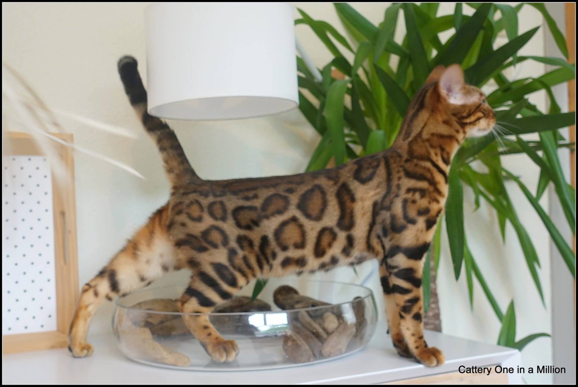 Cattery One in a Million - black tabby bengaal