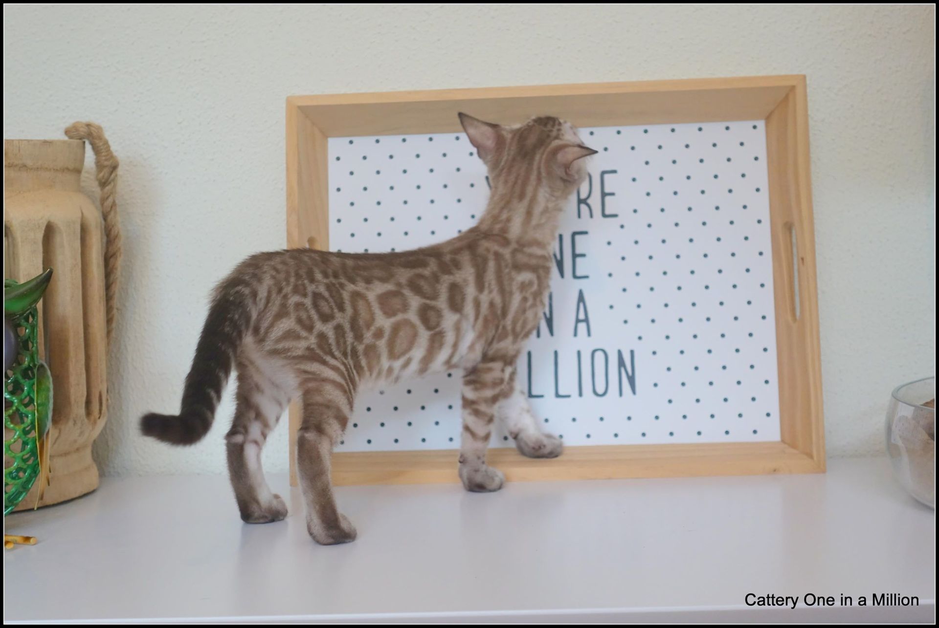 cattery one in a million- joy