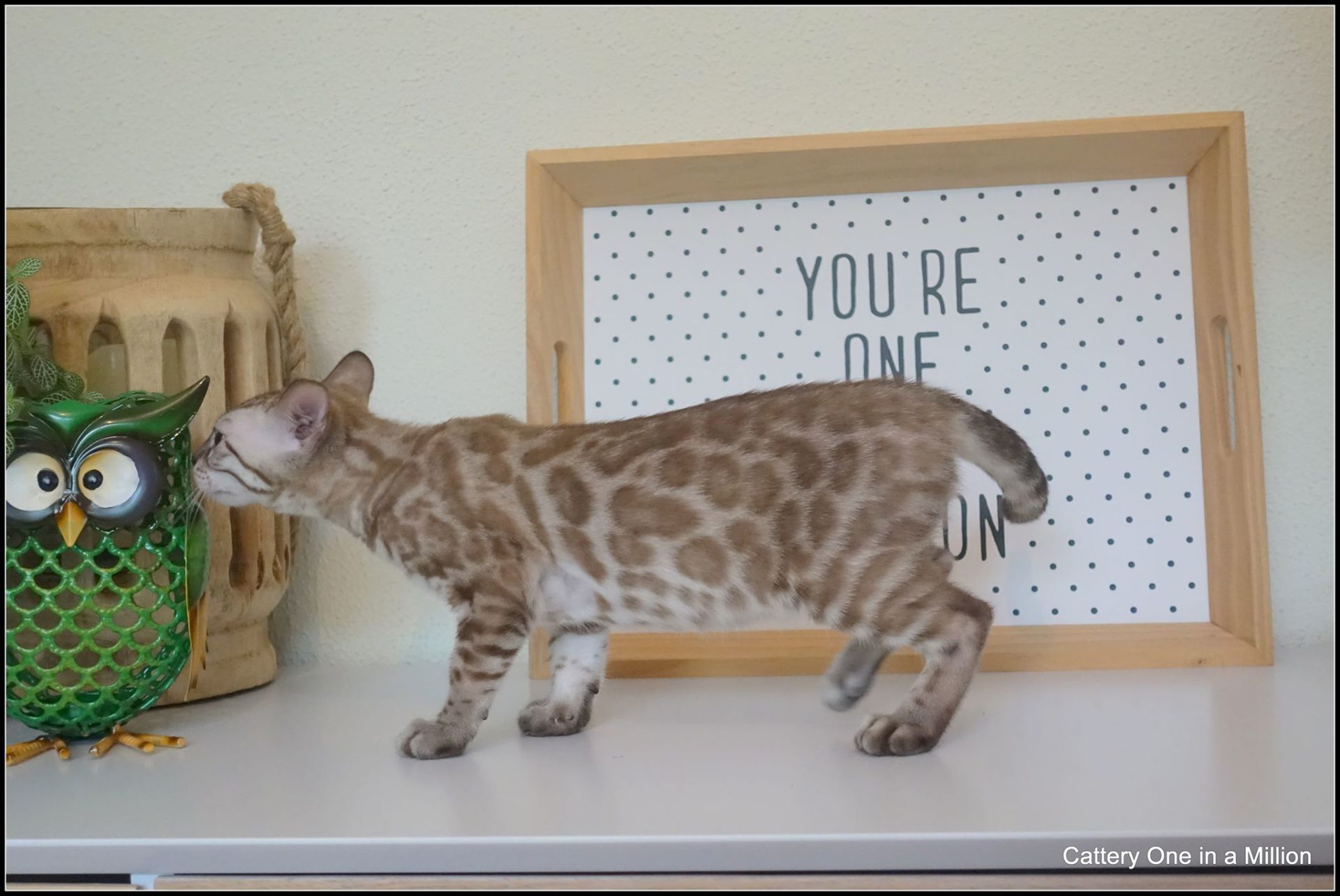 cattery one in a million- joy