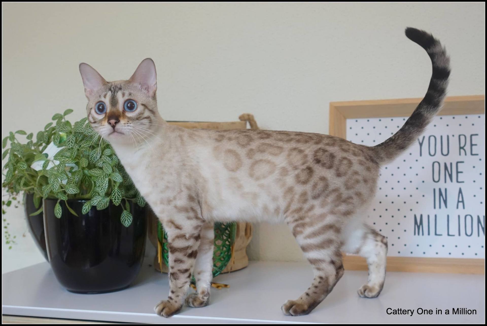 cattery one in a million- Yelana