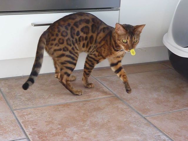 cattery One in a Million