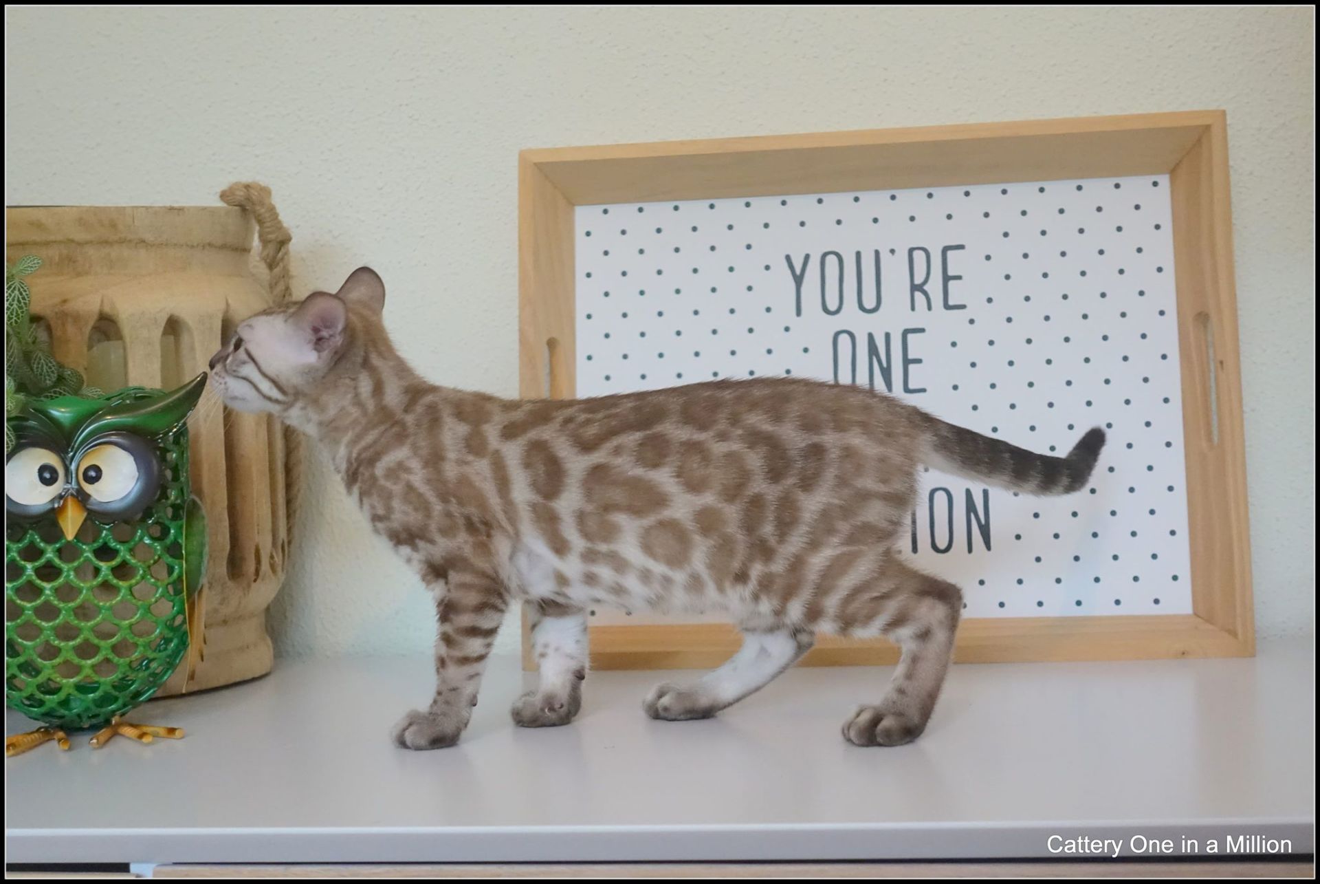 cattery one in a million- river